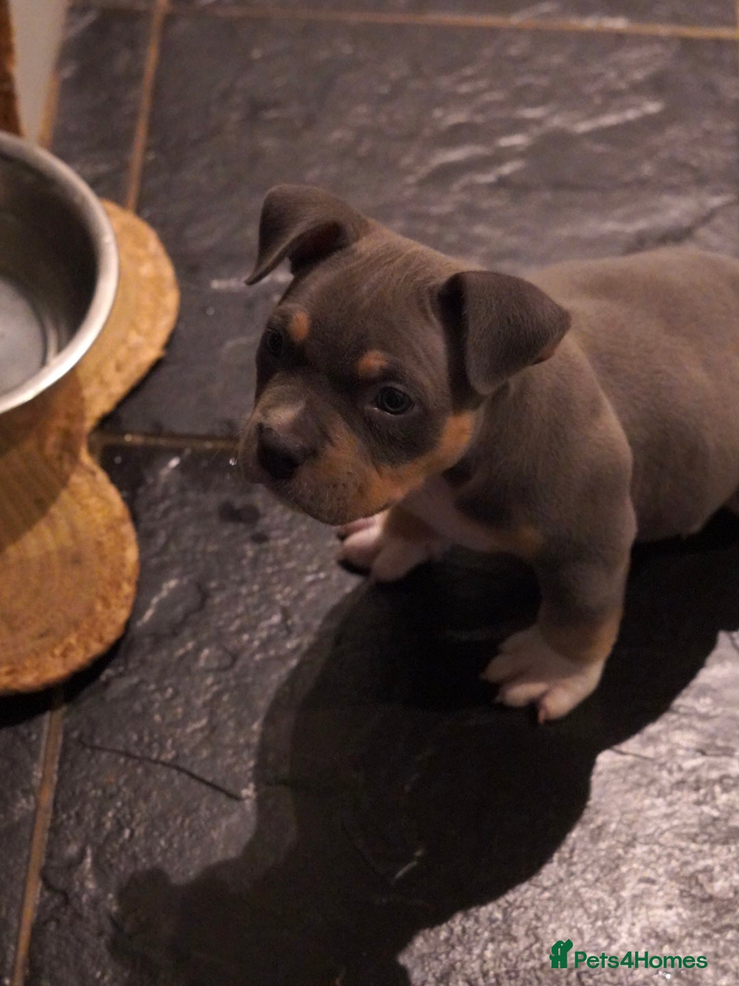 American Bully dogs American pocket bully puppies 1 Remaining  - Advert 3