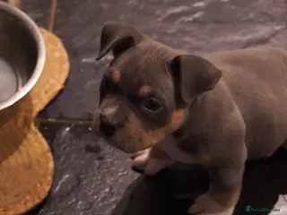 American Bully dogs American pocket bully puppies 1 Remaining - Advert 3