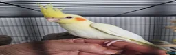 Mixed Breed birds for sale: Hand reard baby's  in Darlington - Advert 4