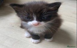 British Shorthair cats for sale: Kittens  - Image 14