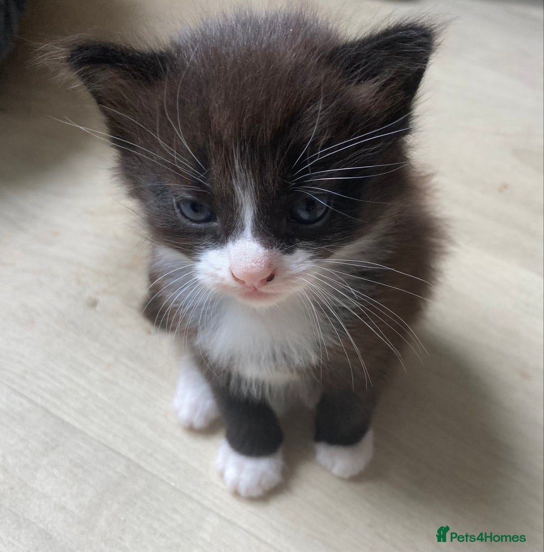 British Shorthair cats for sale: Kittens  - Image 14