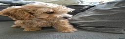 Cockapoo dogs for sale: F1 cockapoo last two boys ready now - Advert 2