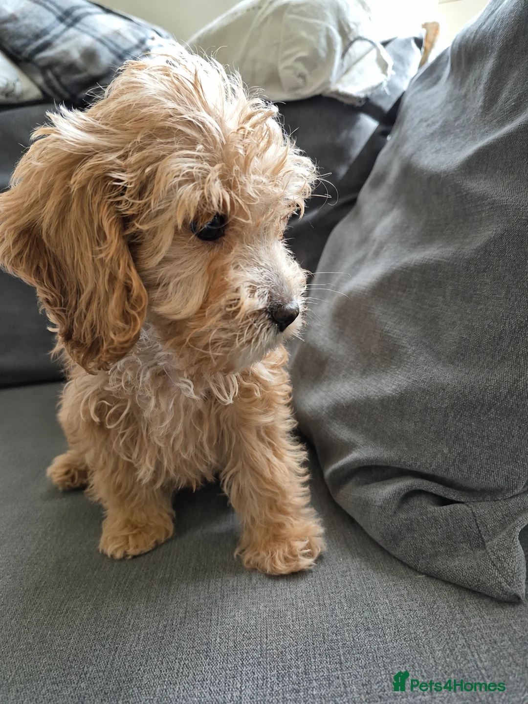 Cockapoo dogs for sale: F1 cockapoo last two boys ready now - Advert 2