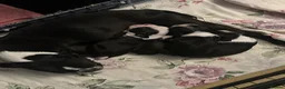 Boston Terrier dogs for sale: Kc reg Stunning full collar Boston terriers  - Advert 21