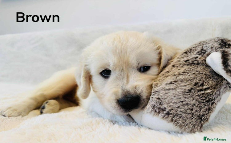 Golden Retriever dogs - Advert 1