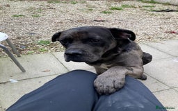 Mixed Breed dogs for sale: Cane corso x  - Advert 6
