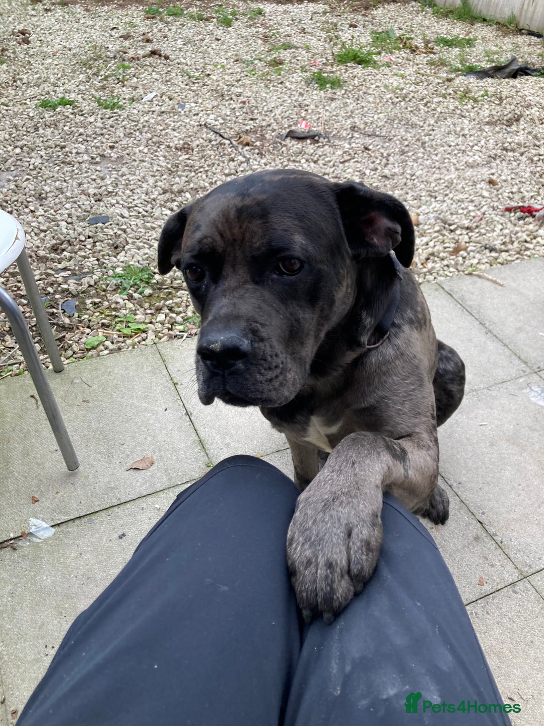 Mixed Breed dogs for sale: Cane corso x  - Advert 6
