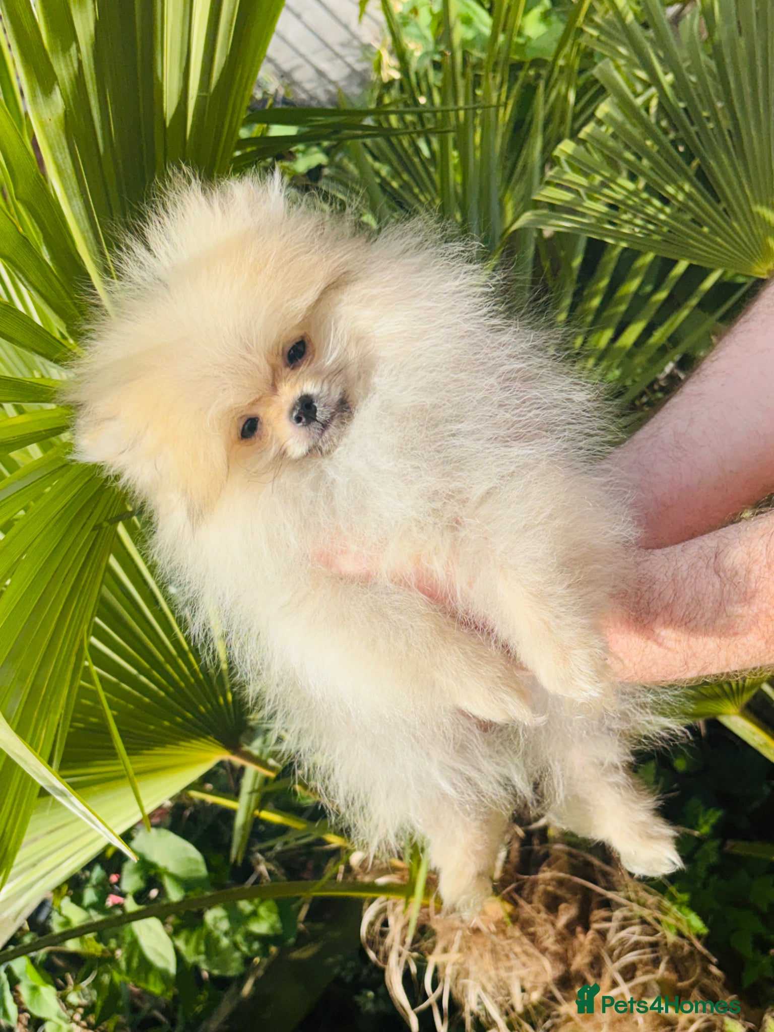 Pomeranian dogs Quality Pomeranian puppies reduced £1600 - Advert 8