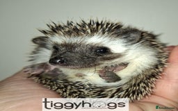 Pygmy Hedgehog rodents for sale: Handsome boys available-new pics added 5/8 - Image 11