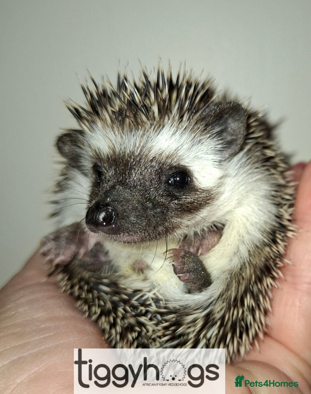 Pygmy Hedgehog rodents for sale: Handsome boys available-new pics added 5/8 - Image 11