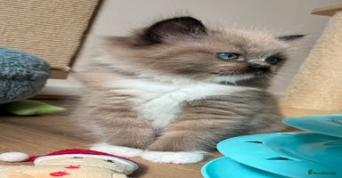 Ragdoll cats - Advert 12