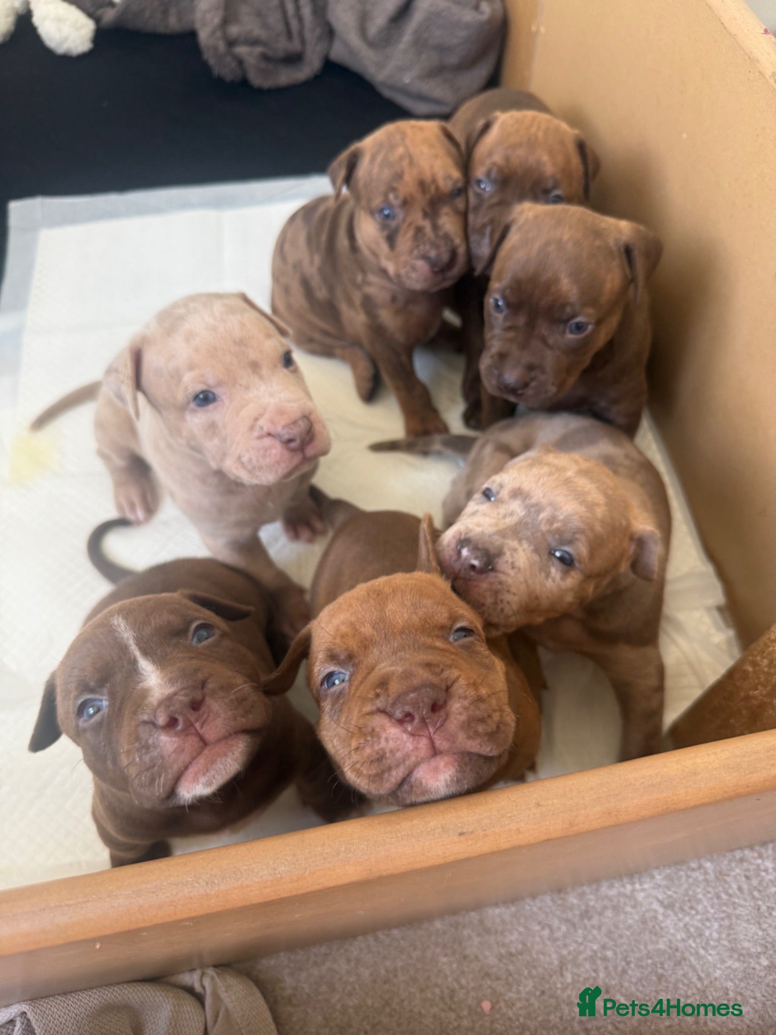 Mixed Breed dogs Cane cross x staffy x American bulldog - Advert 12