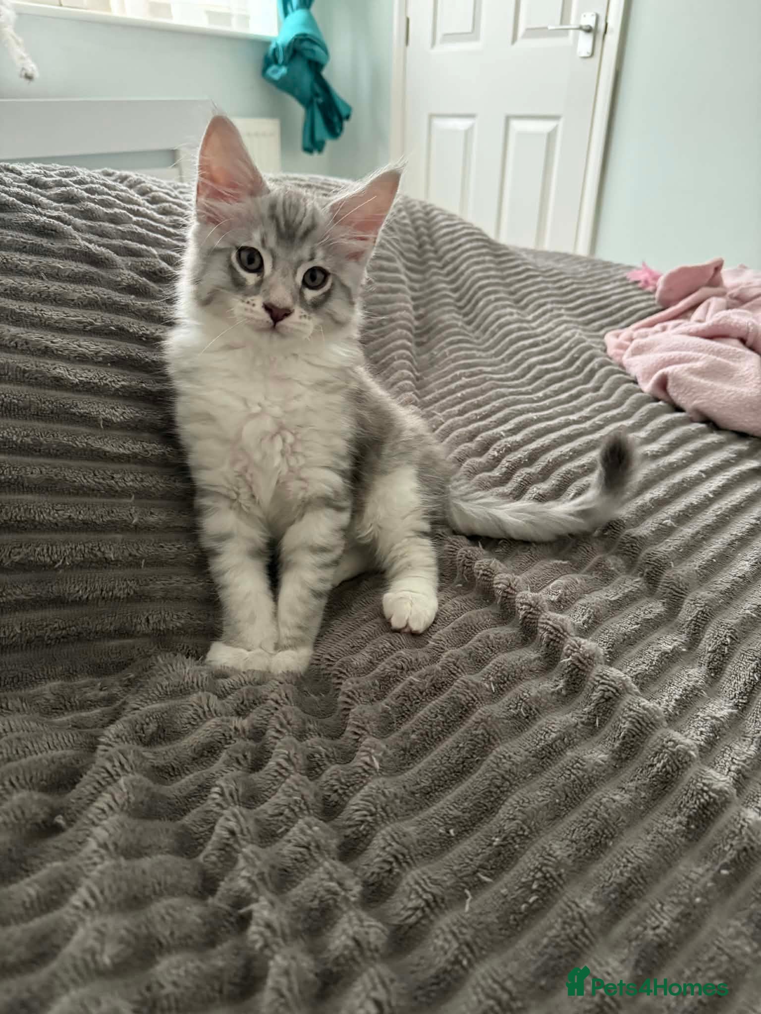 Maine Coon cats 1 MALE LEFT TICA Pedigree Maine Coons - Advert 5