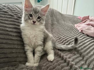 Maine Coon cats 1 MALE LEFT TICA Pedigree Maine Coons - Advert 5