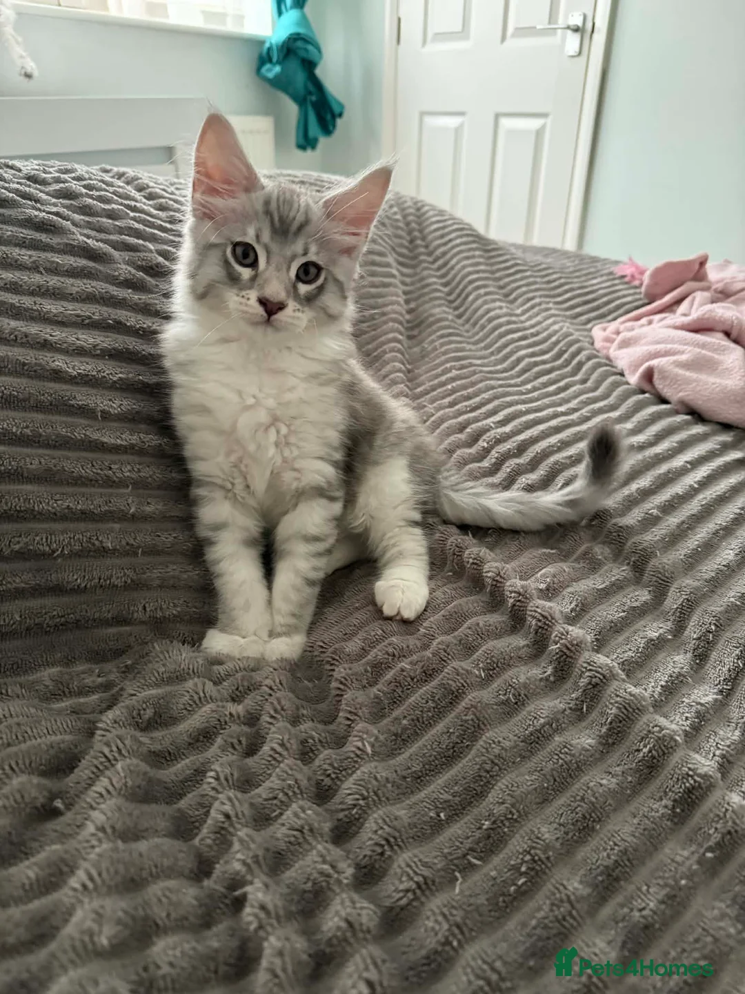 Maine Coon cats for sale: Last male TICA Pedigree Maine Coon Kitten - Advert 3