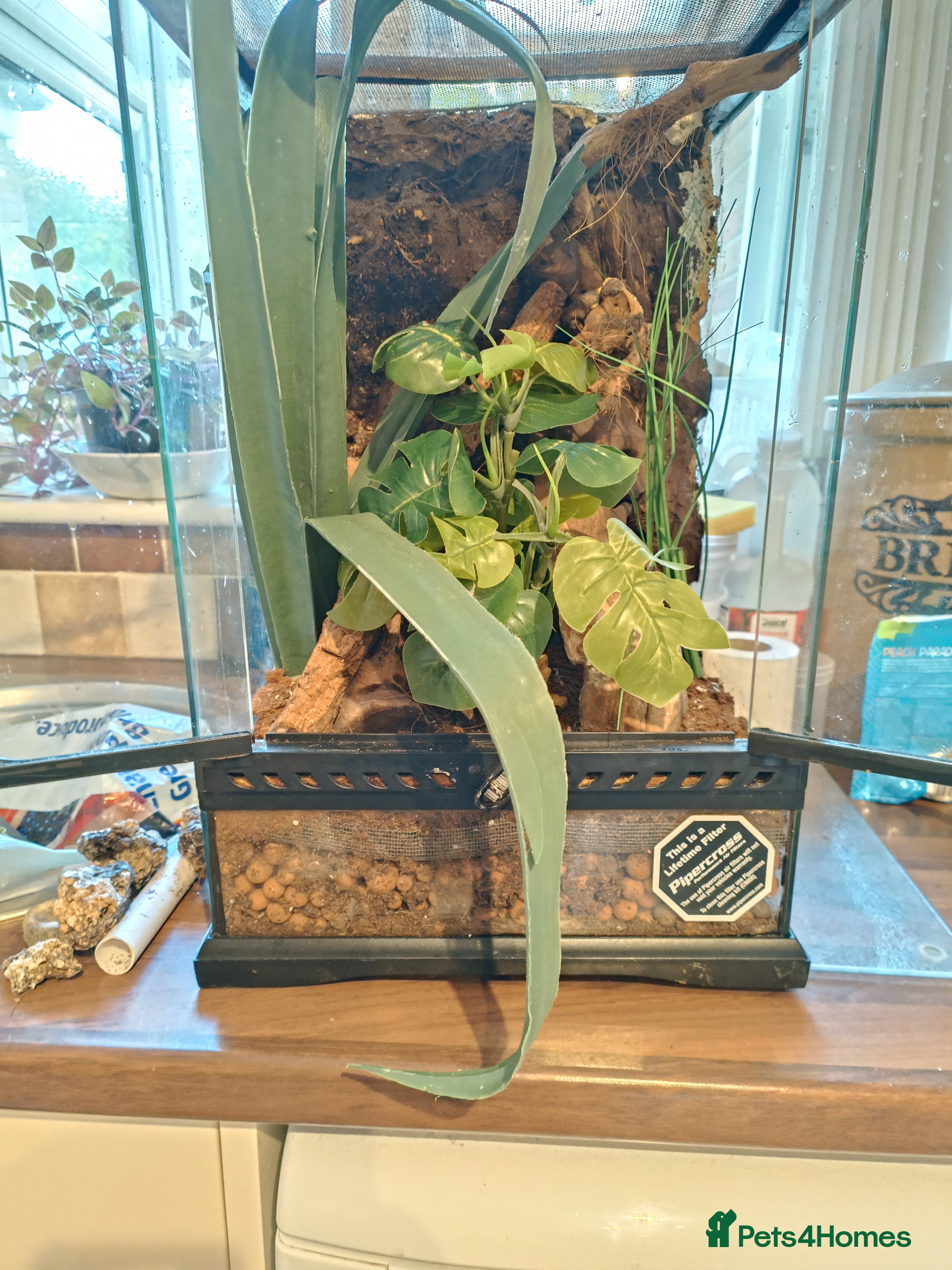 Gecko reptiles Viv setup - Advert 21