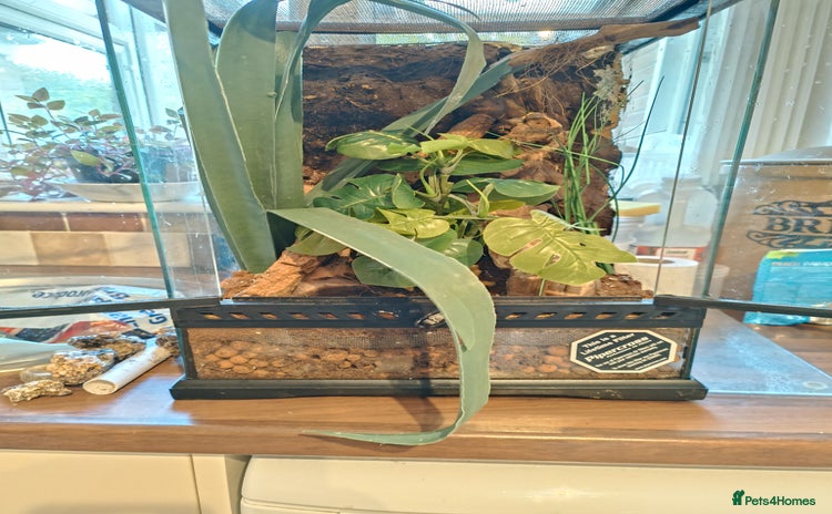 Gecko reptiles - Advert 1