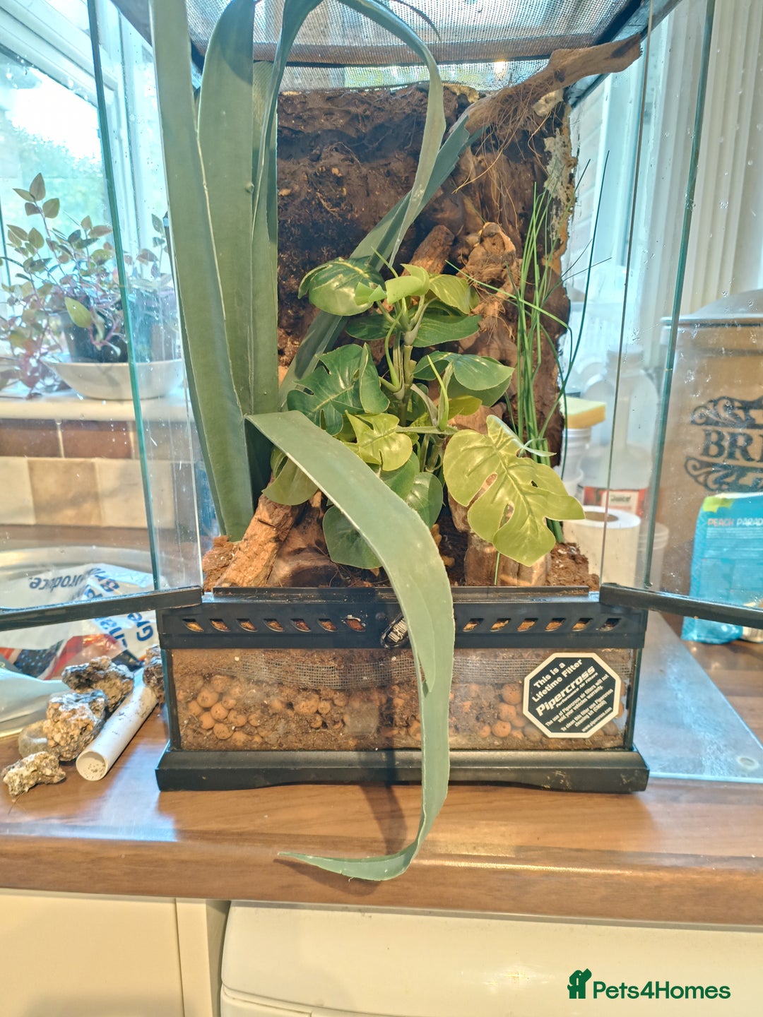 Gecko reptiles for sale: Morning Gecko's and full setup - Image 1