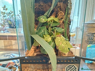 Gecko reptiles - Advert 11