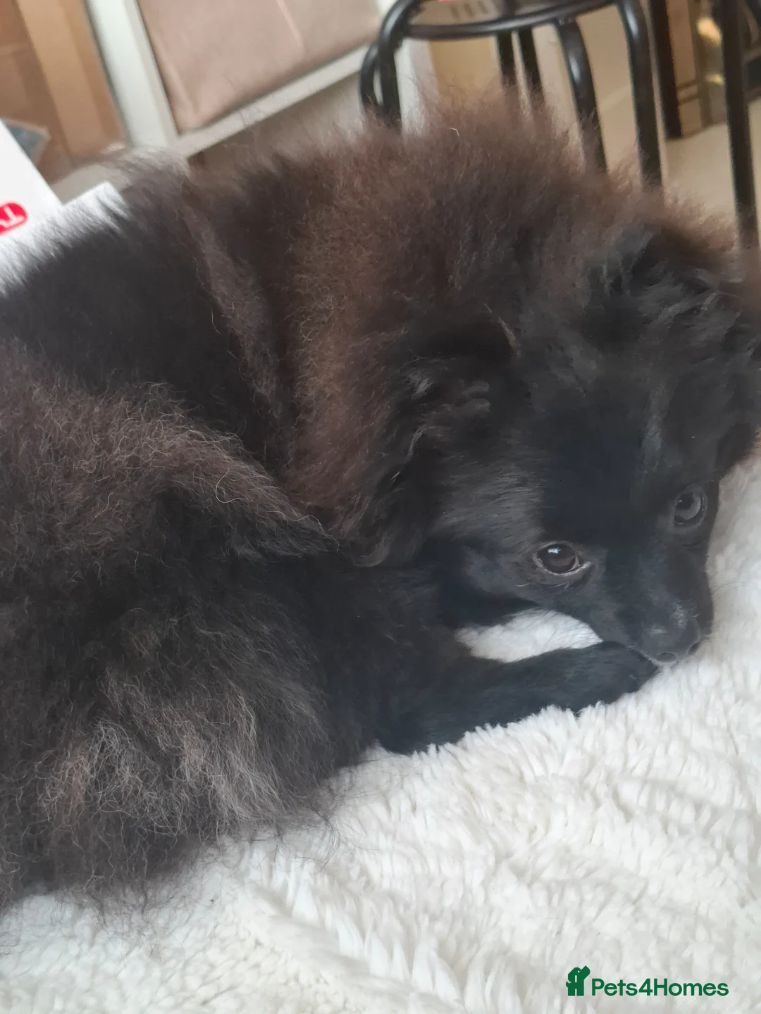 Pomeranian dogs for sale: Pomeranian girl  - Advert 6