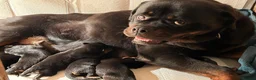 Rottweiler dogs for sale: Rottwiler puppies - Advert 12