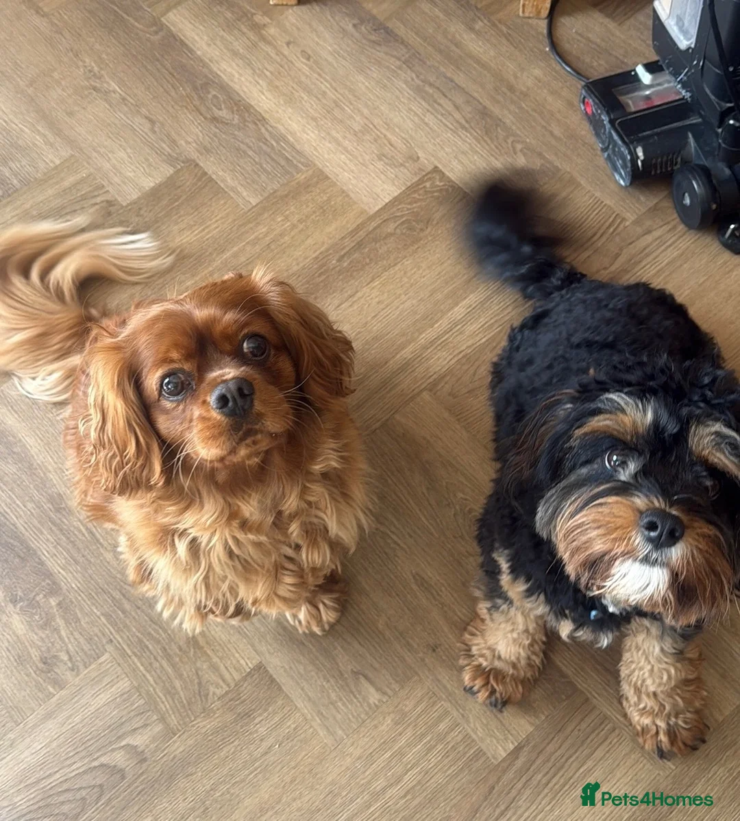 Cavapoo dogs for sale: King Charles cavalier 2 beautiful girls in Great Yarmouth - Advert 7