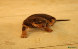 Jack Russell dogs for sale: Beautiful Jack Russell Puppies for sale - Image 3