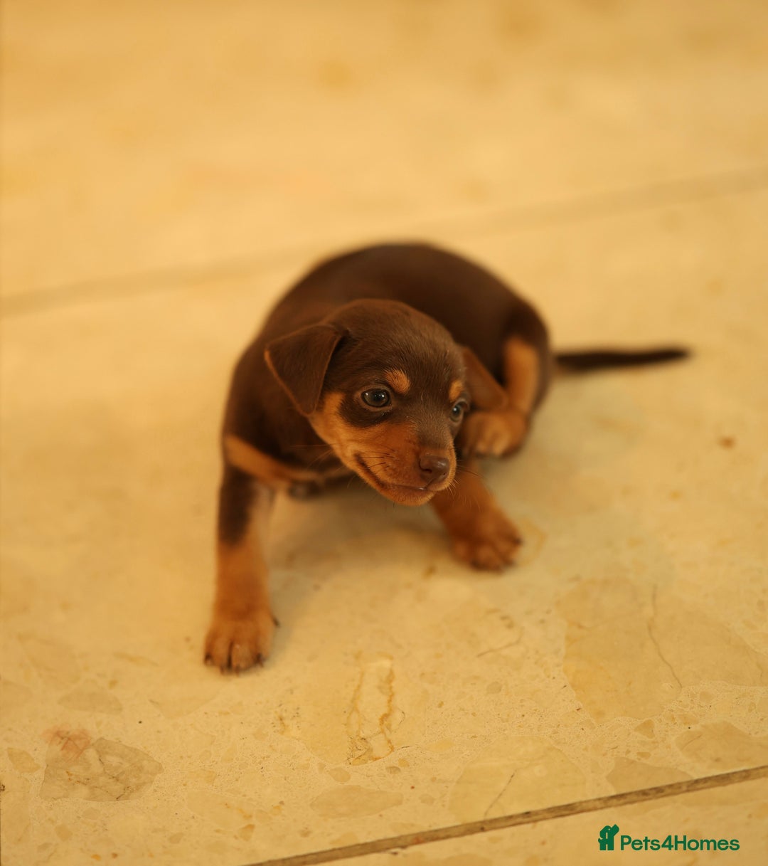 Jack Russell dogs for sale: Beautiful Jack Russell Puppies for sale - Image 3