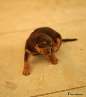 Jack Russell dogs - Advert 4