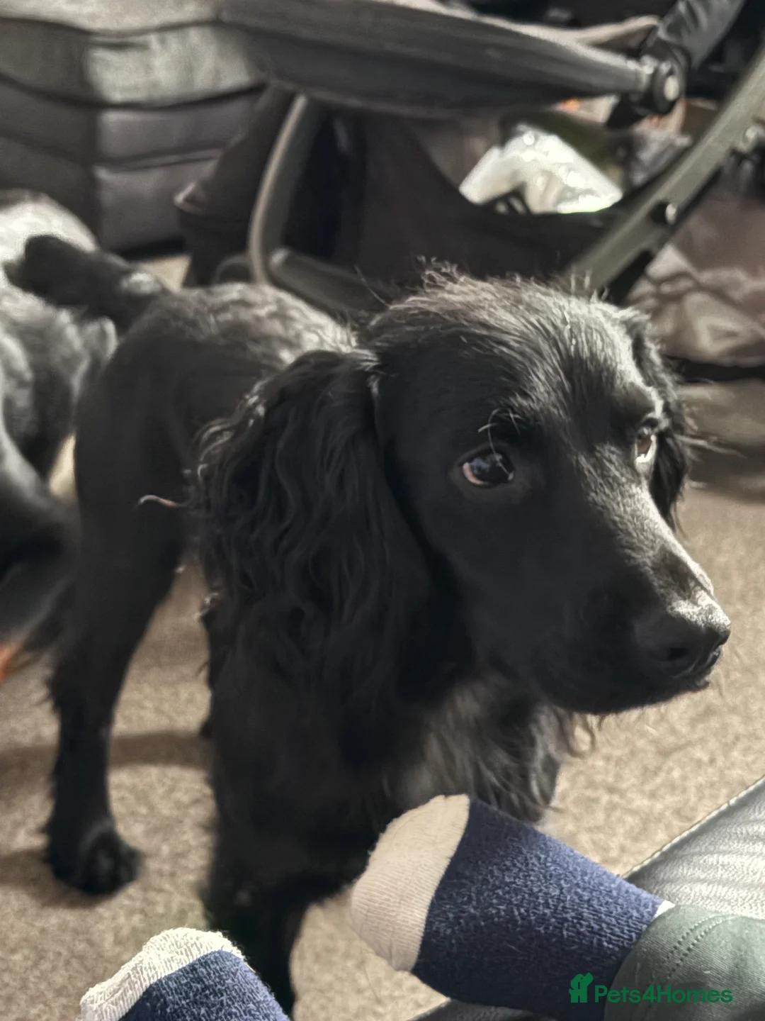 Cocker Spaniel dogs for sale: Cocker spaniel - Advert 2