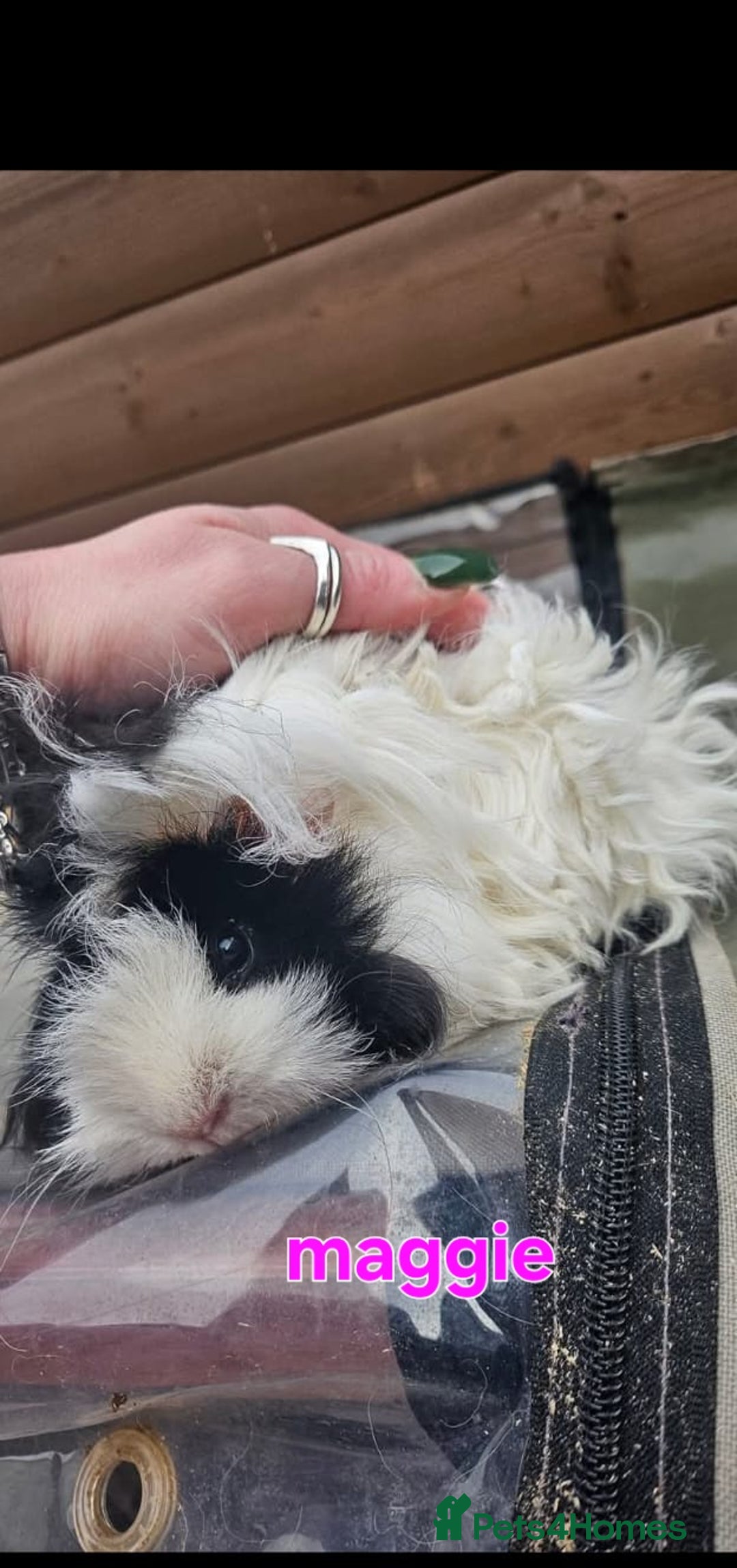 Guinea Pig rodents for sale: Lunkarya - Advert 13