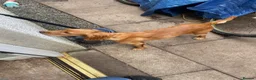 Cocker Spaniel dogs for sale: Honey the cocker spaniel pup - Advert 4