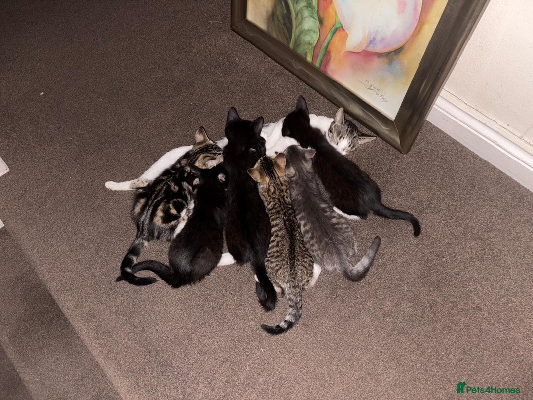 Domestic Shorthair cats for sale: Kittens  - Image 2