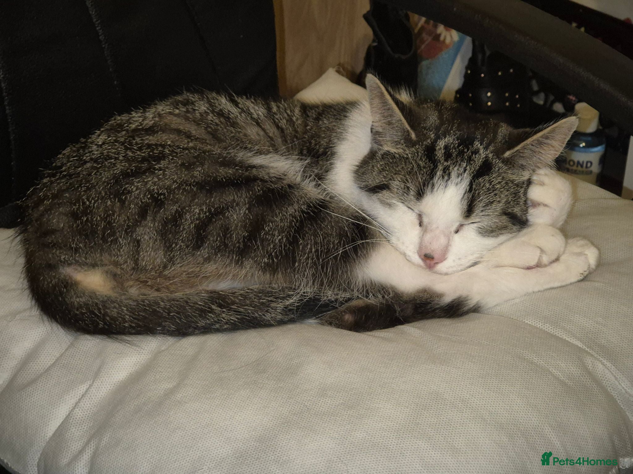 Mixed Breed cats Ralph and doja  - Advert 1