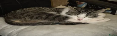 Mixed Breed 1