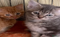 Mixed Breed cats for sale: Beautiful playful kittens  - Image 5