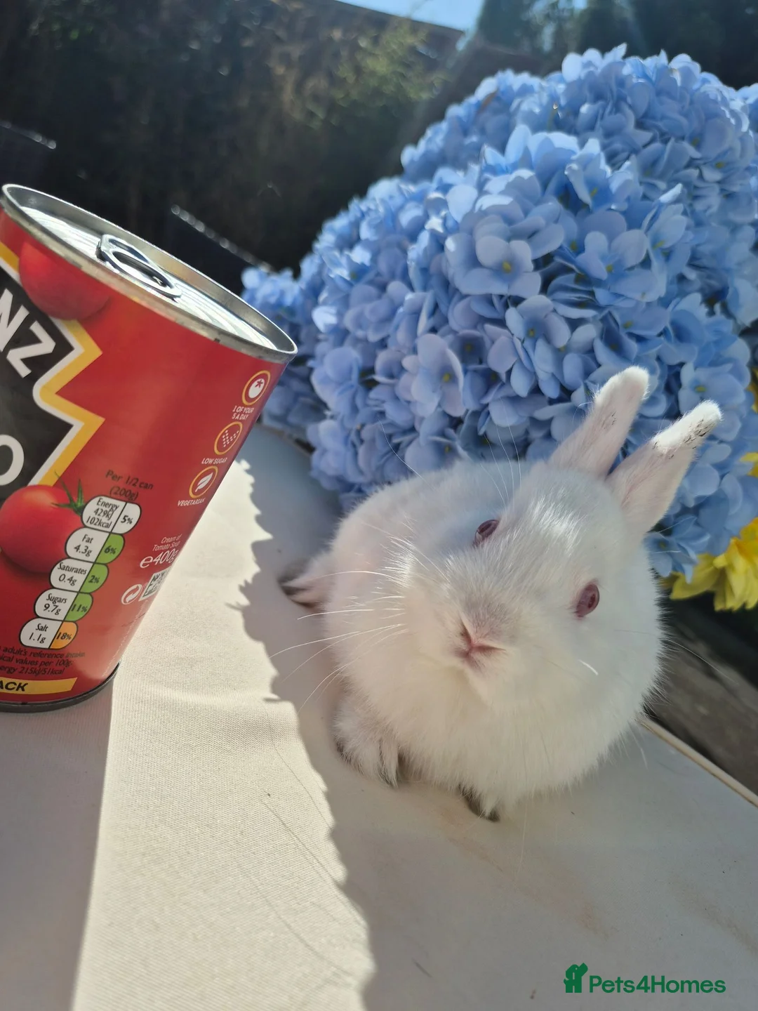 Netherland Dwarf rabbits for sale: Tiny netherland dwarfs - Advert 8