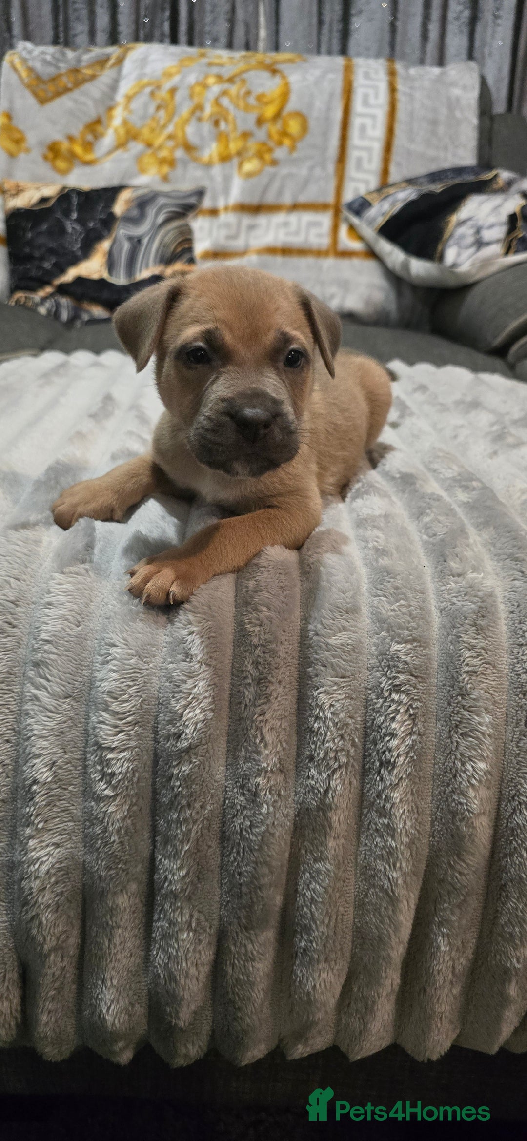 Mixed Breed dogs for sale: Staffy x Japanese akitas and cane corso pups - Advert 8