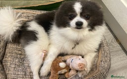 Pomeranian dogs for stud: Pomeranian from champion bloodlines for stud: £250 - Image 2