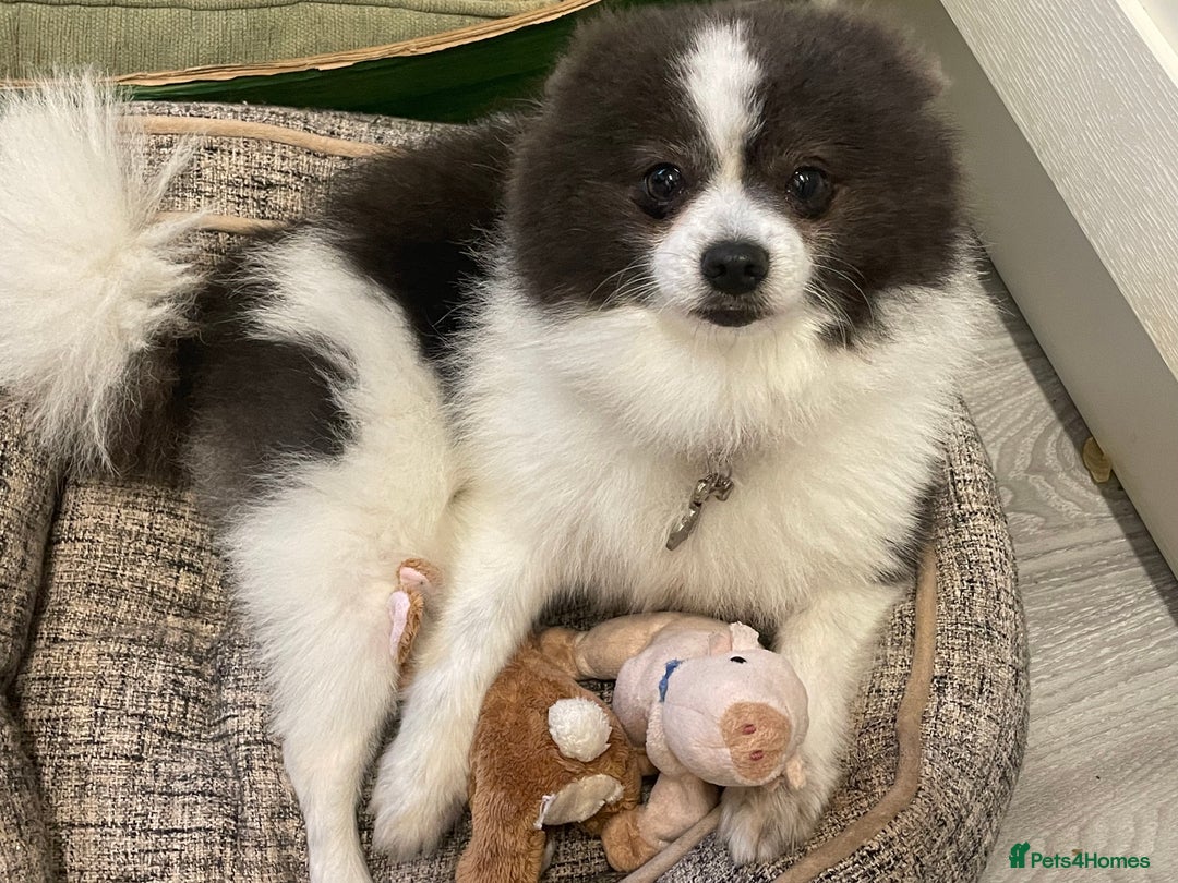 Pomeranian dogs for stud: Pomeranian from champion bloodlines for stud: £250 - Image 2