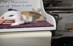 Mini Lop rabbits for sale: SOLD Sold  - Image 2