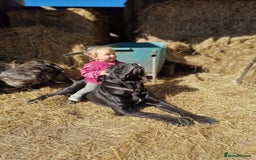 Cane Corso dogs for sale: Top quality  - Image 15