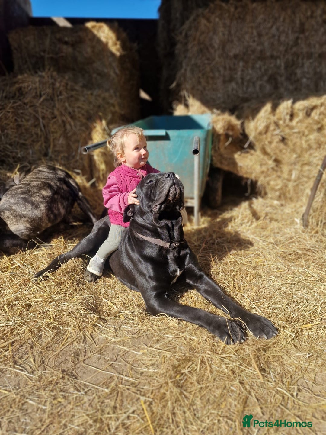 Cane Corso dogs for sale: Top quality  - Image 15