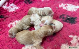 Cockapoo dogs for sale: Beautiful Health Tested F1 Show Cockapoos - Image 4