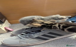 Mixed Breed cats for sale: Little beautiful kittens😀 - Image 3