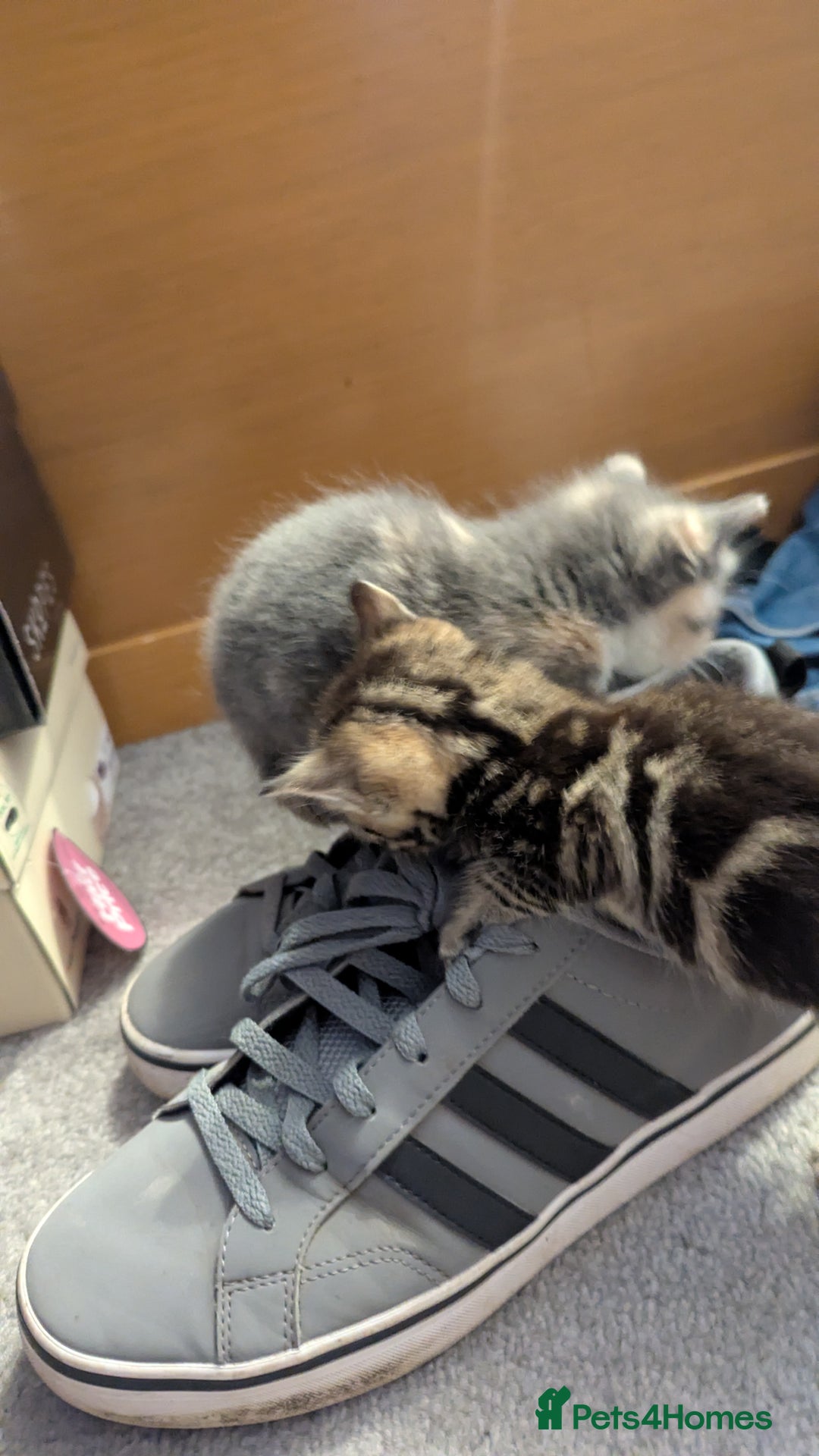 Mixed Breed cats for sale: Little beautiful kittens😀 - Image 3