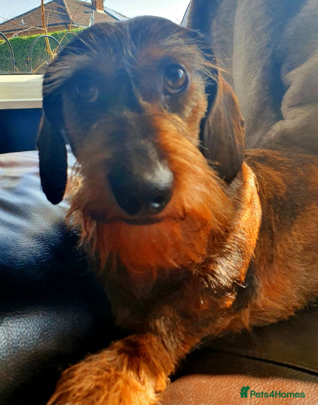 Dachshund dogs for sale: Wirehaired dachshund  - Image 5
