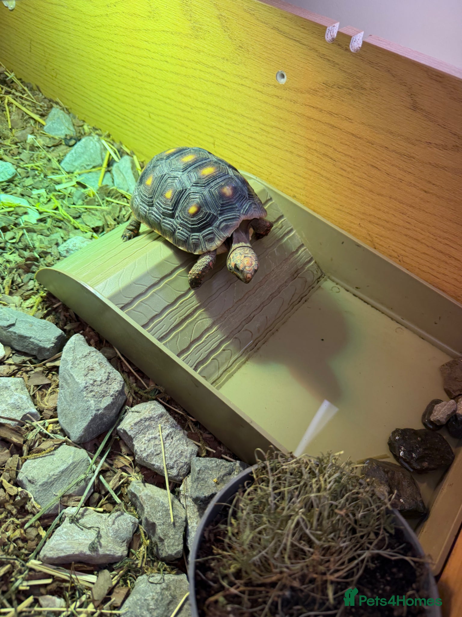 Tortoise reptiles Red foot tortoise  - Advert 2