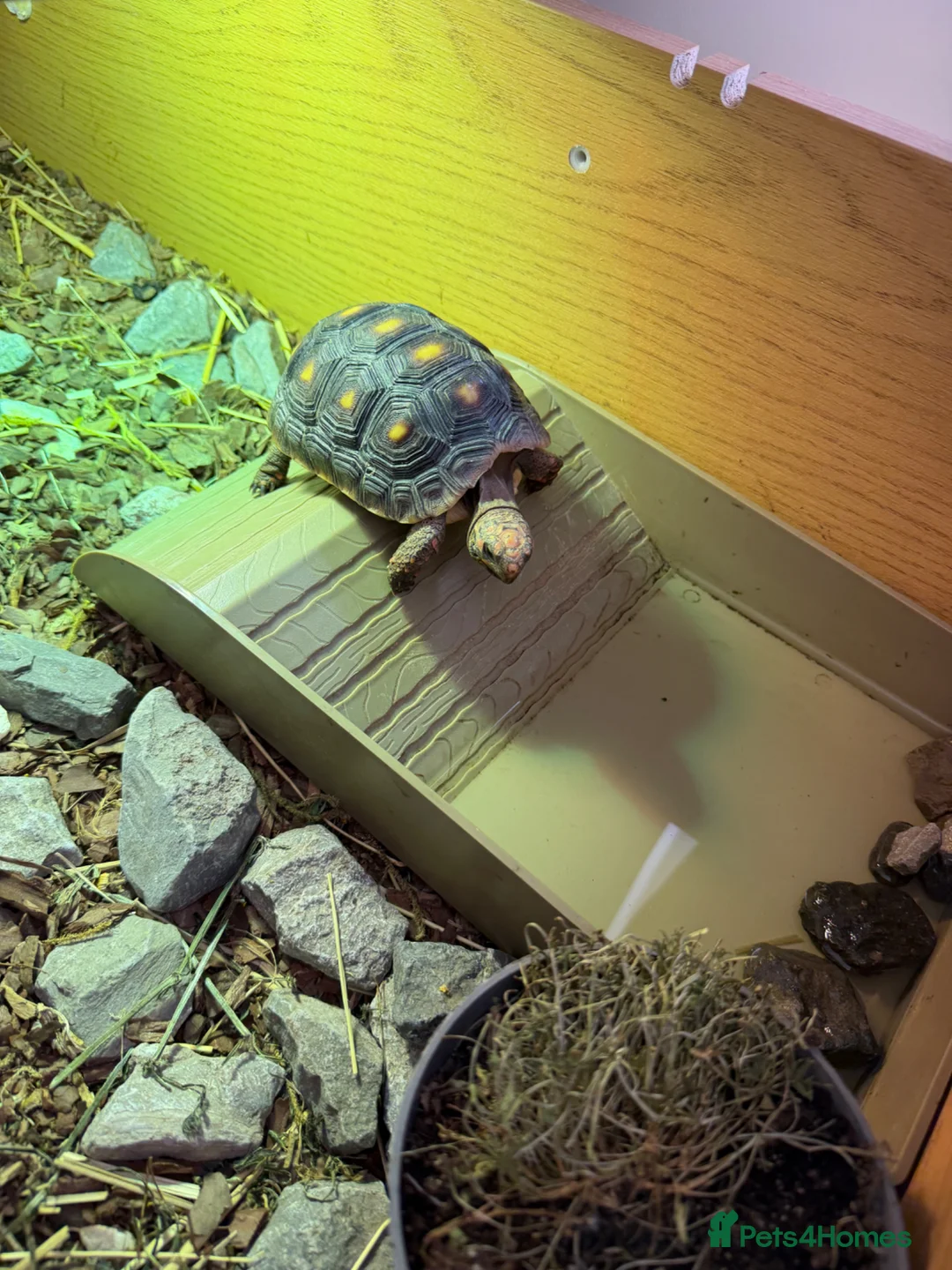Tortoise reptiles for sale: Red foot tortoise  - Advert 1
