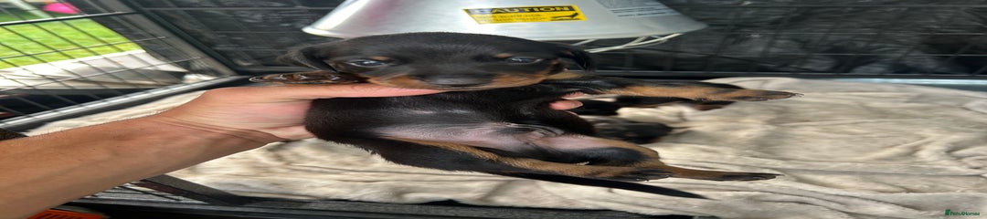 Miniature Dachshund Puppy 2